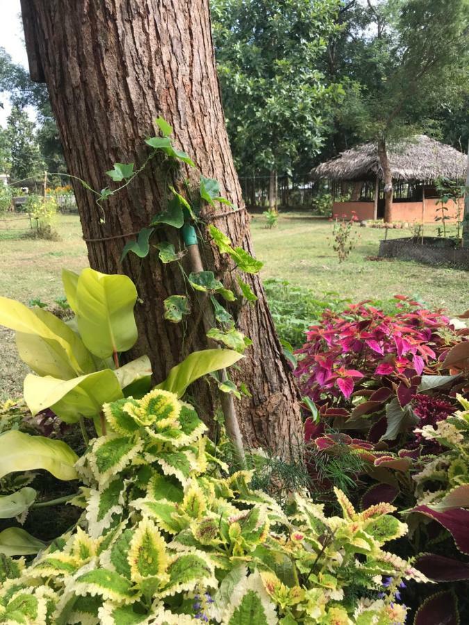 Peacock Resort Anuradhapura Exterior photo